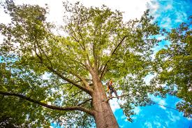 Best Palm Tree Trimming  in Hazel Crest, IL