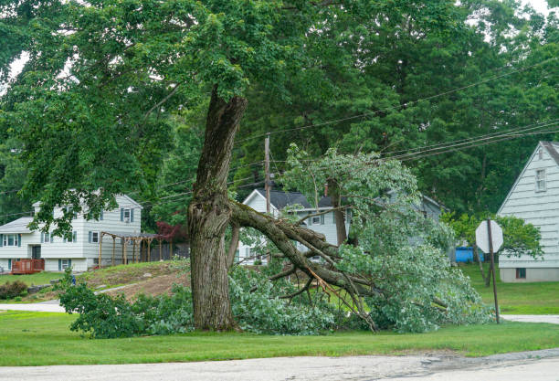 Reliable Hazel Crest, IL  Tree Services Solutions