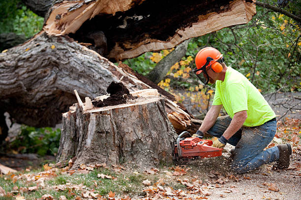 Best Tree Health Inspection  in Hazel Crest, IL