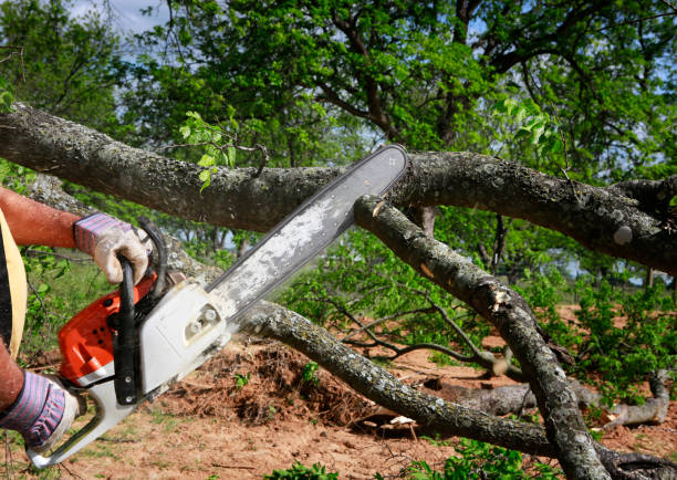 Best Stump Grinding and Removal  in Hazel Crest, IL